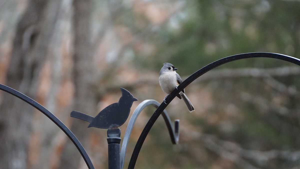 Tufted Titmouse - ML615269490