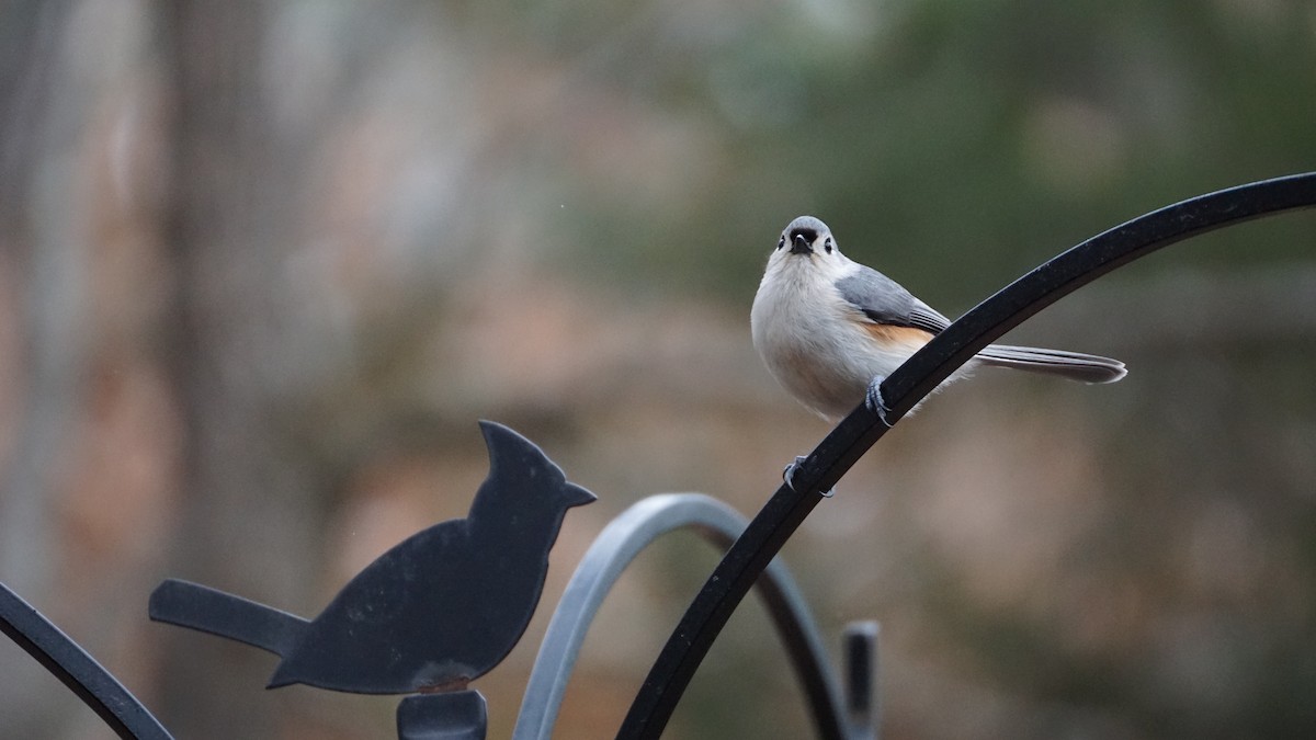 Tufted Titmouse - ML615269491