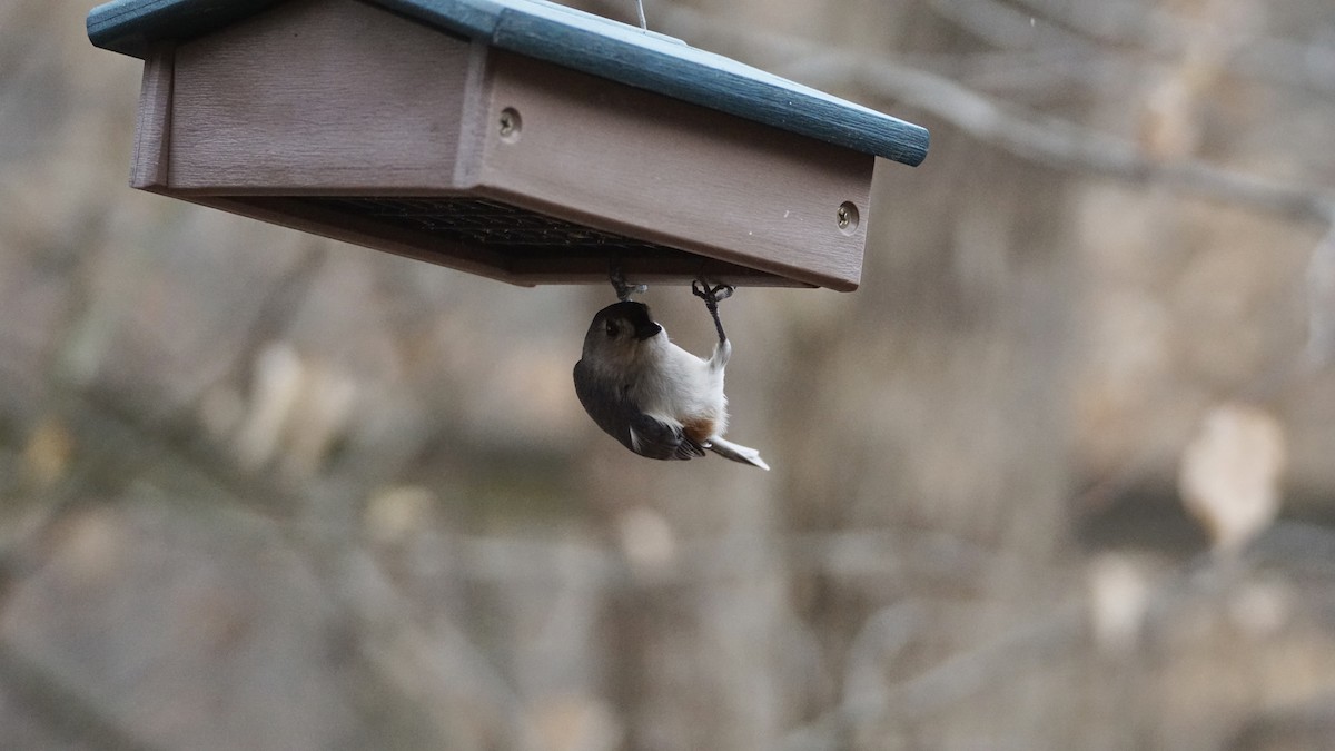 Tufted Titmouse - ML615269492