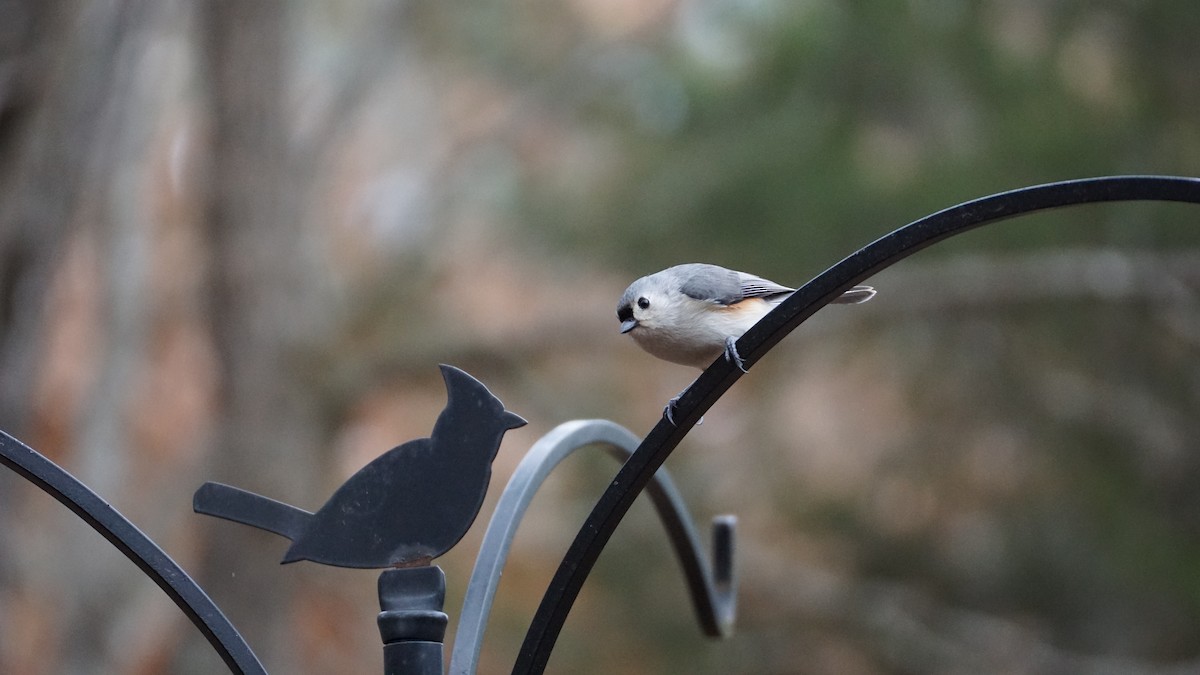 Tufted Titmouse - ML615269493