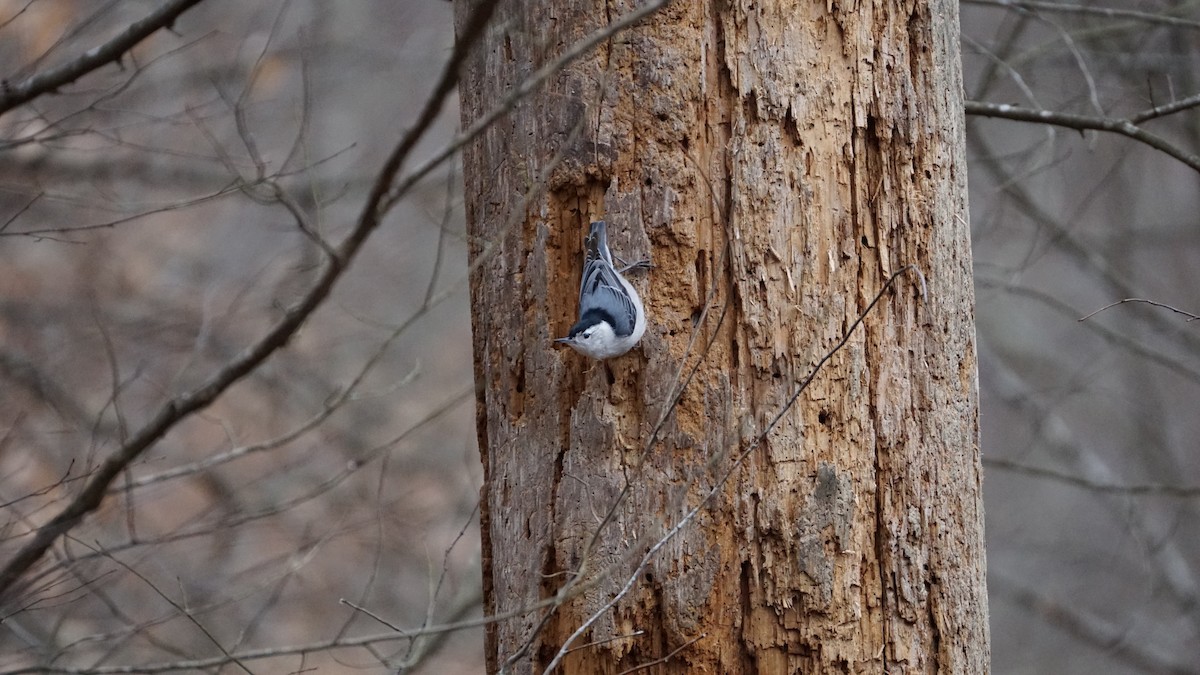 White-breasted Nuthatch - ML615269495