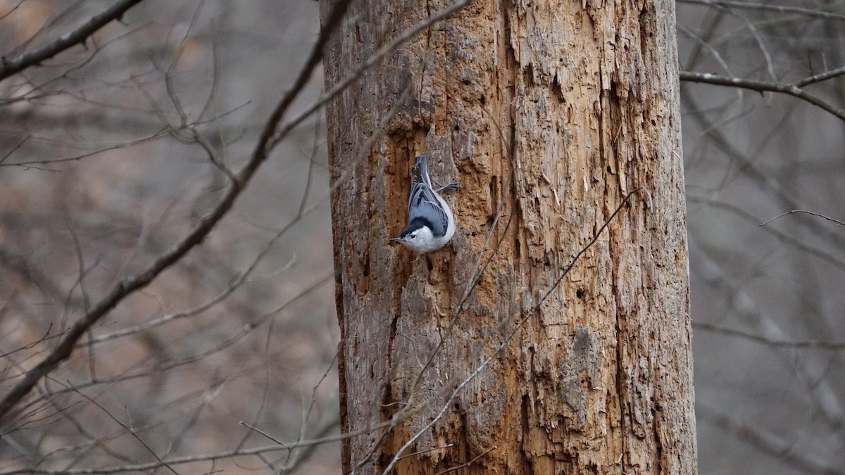 White-breasted Nuthatch - Anonymous