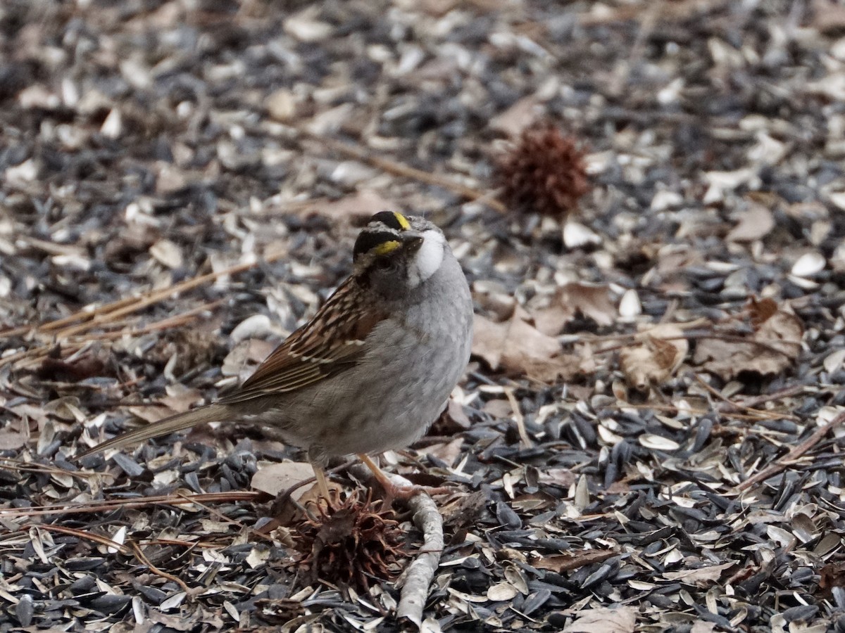 White-throated Sparrow - Anonymous