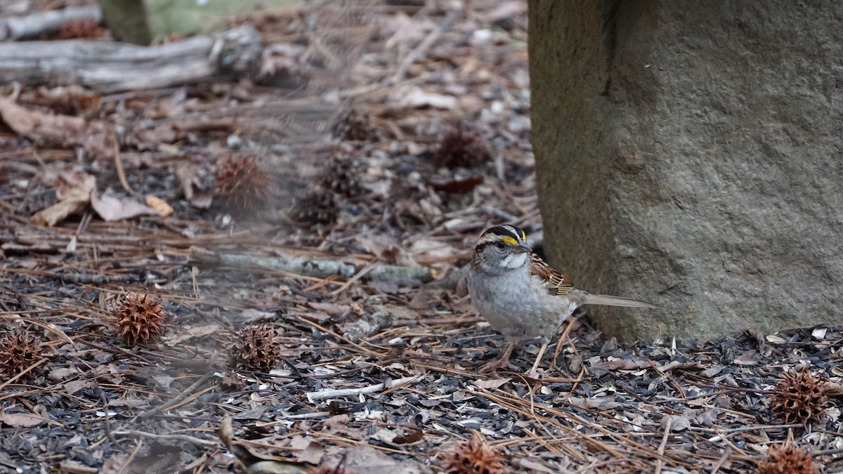 White-throated Sparrow - Anonymous