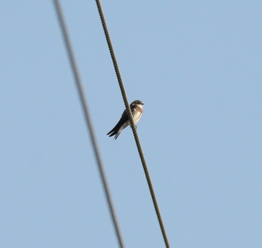 Bank Swallow - ML615269516