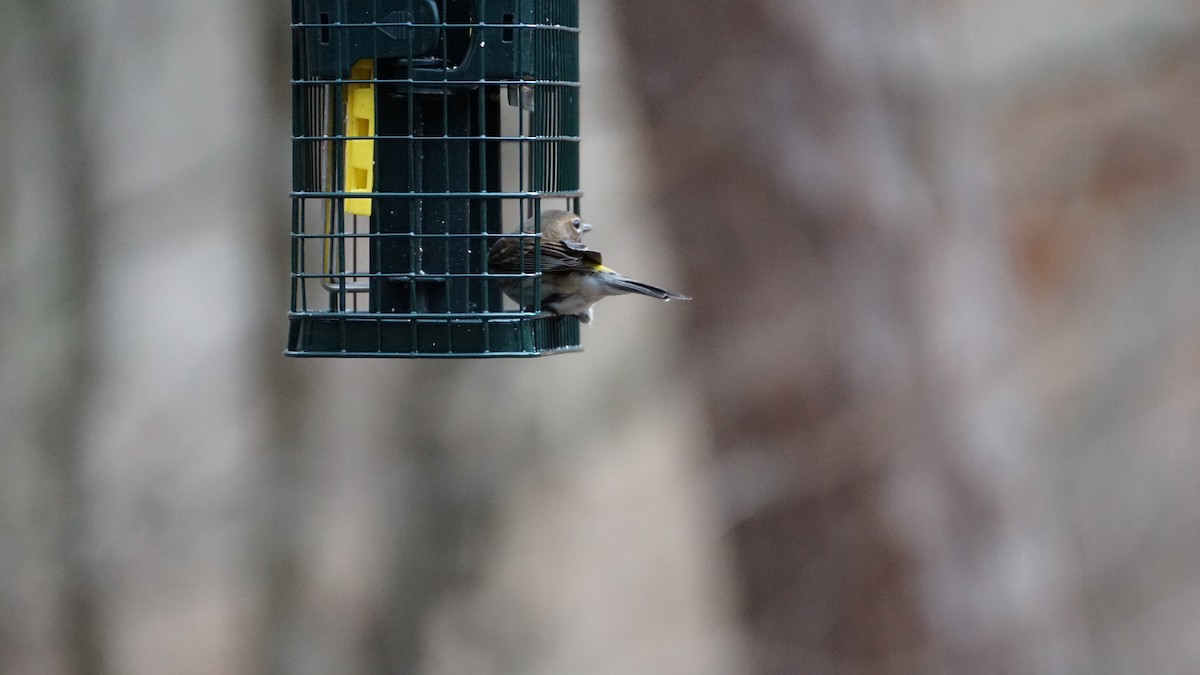 Yellow-rumped Warbler - Anonymous