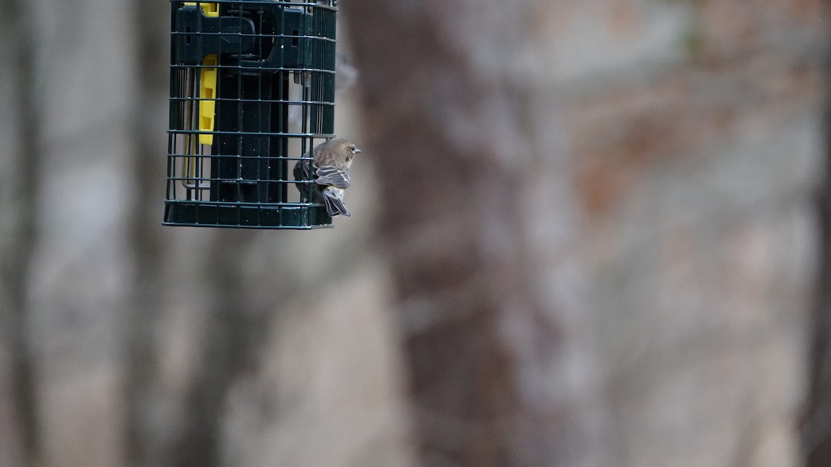 Yellow-rumped Warbler - ML615269519