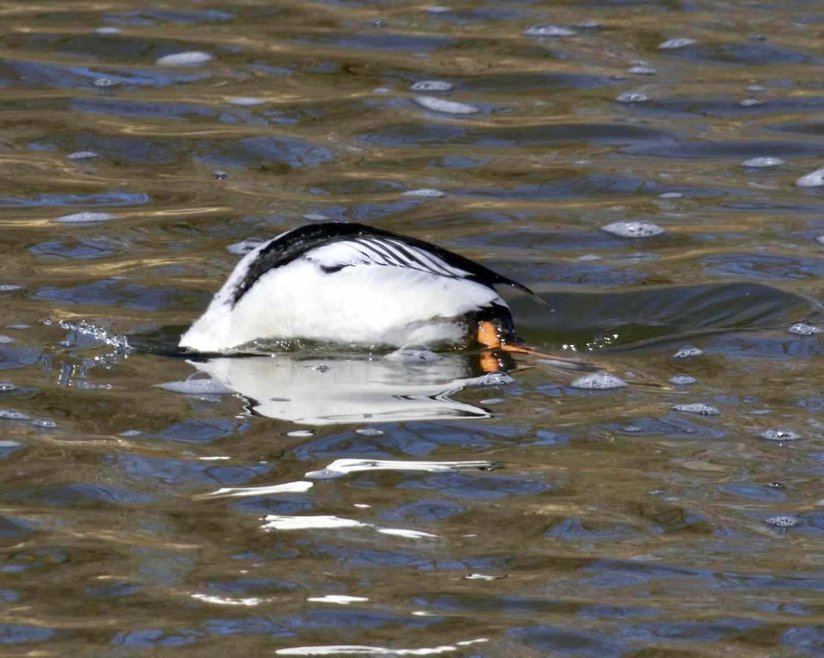 Common Goldeneye - Jack & Holly Bartholmai