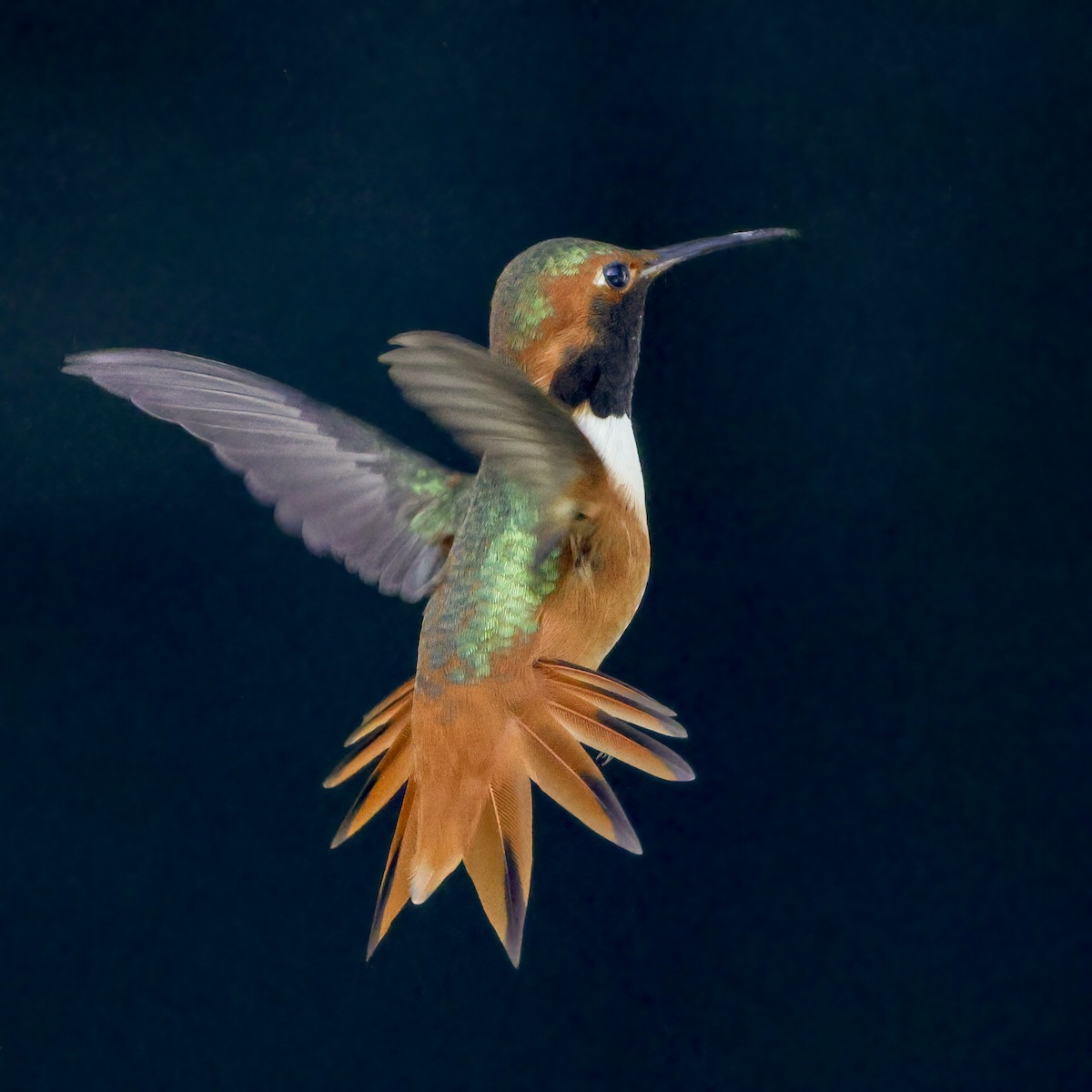 Allen's Hummingbird - Becca Cockrum