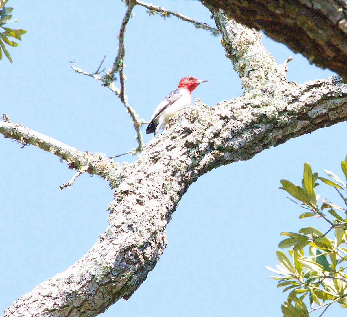 Red-headed Woodpecker - ML615269570