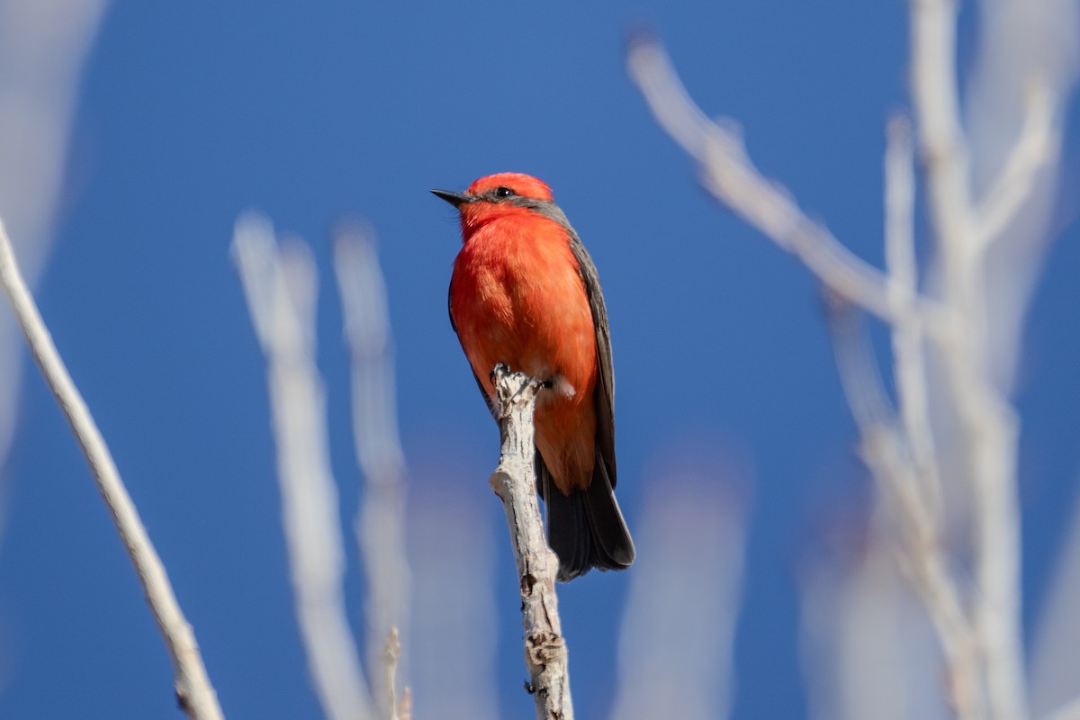 Vermilion Flycatcher - ML615269578