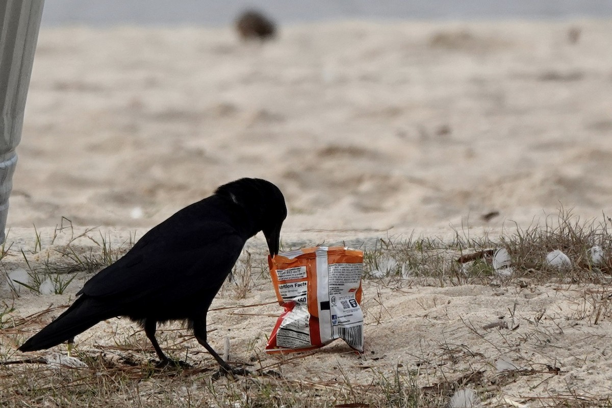 American Crow - ML615269615