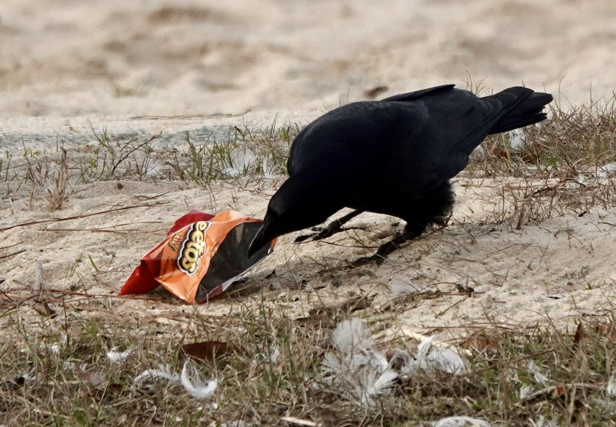 American Crow - Fleeta Chauvigne