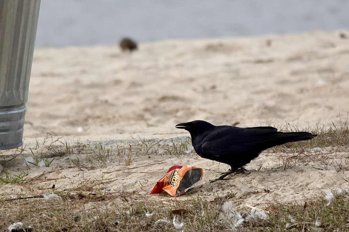 American Crow - ML615269622