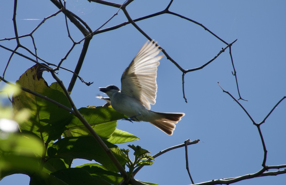 Gray Kingbird - Frances Oliver