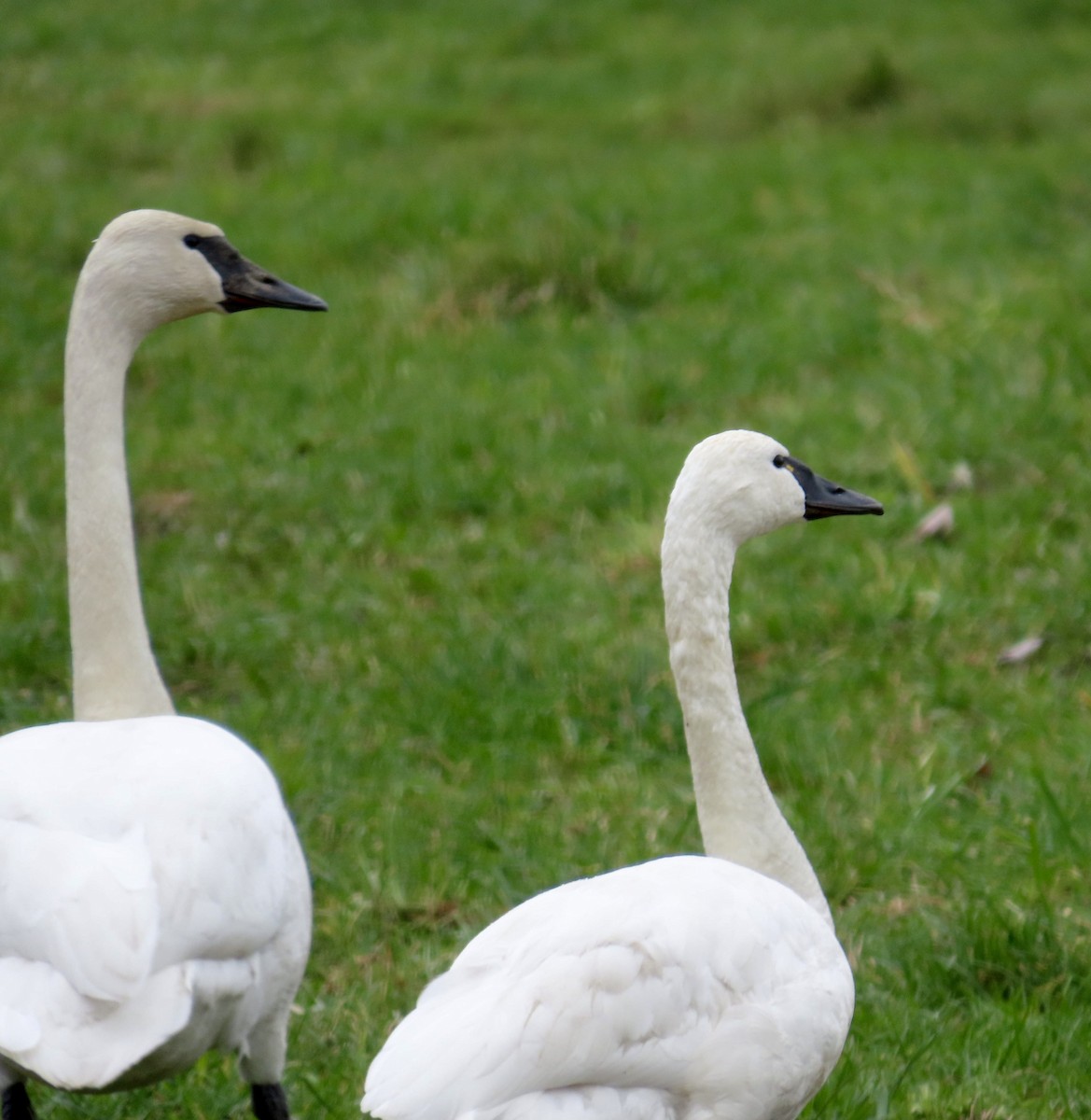 Tundra Swan - ML615269671