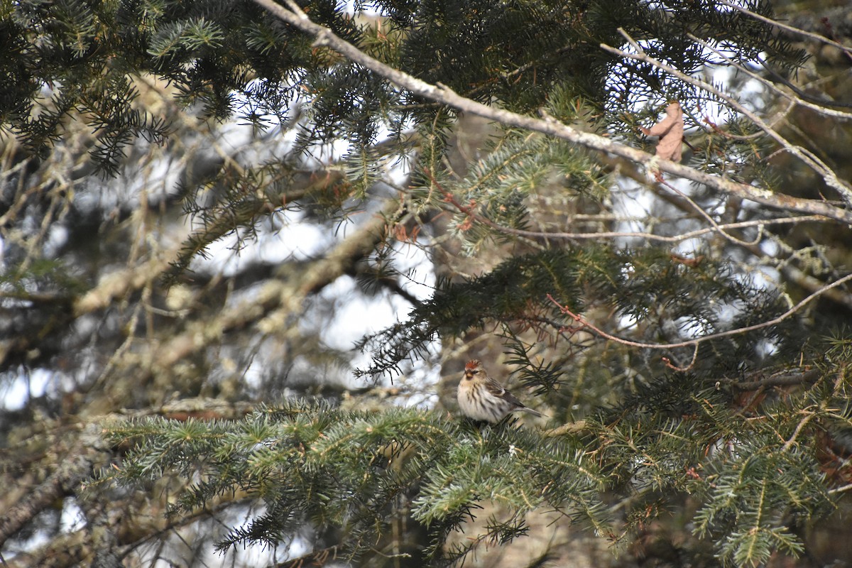 Common Redpoll - ML615269765