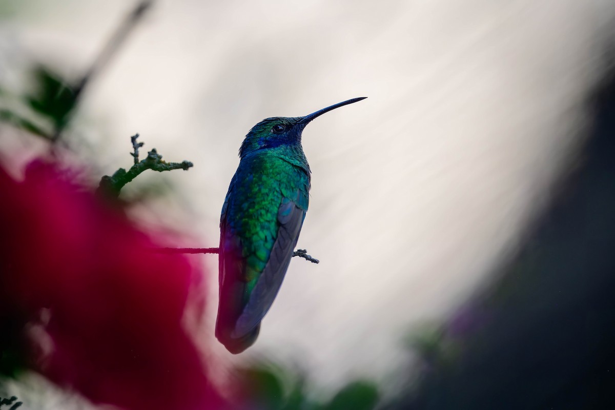kolibřík modrolící - ML615269785