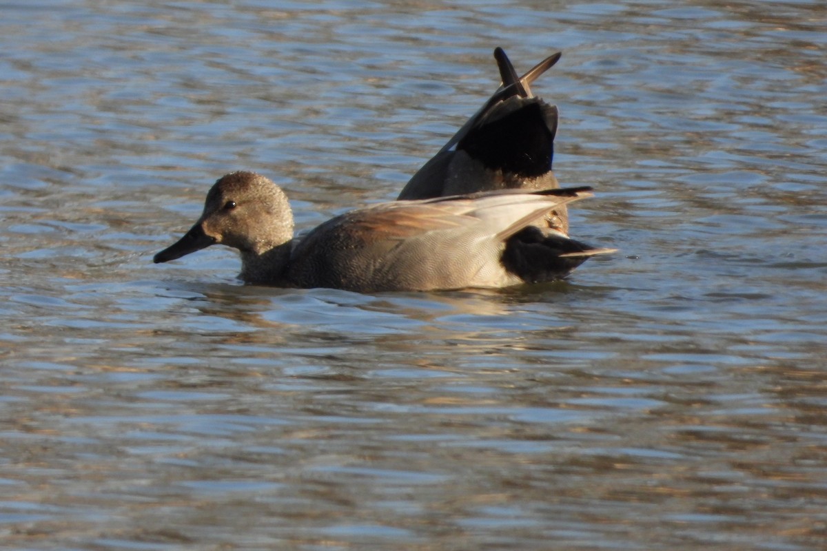 Gadwall - ML615269792