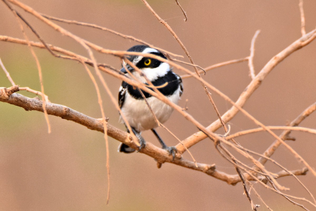 Senegal Batis - Peter Kavouras