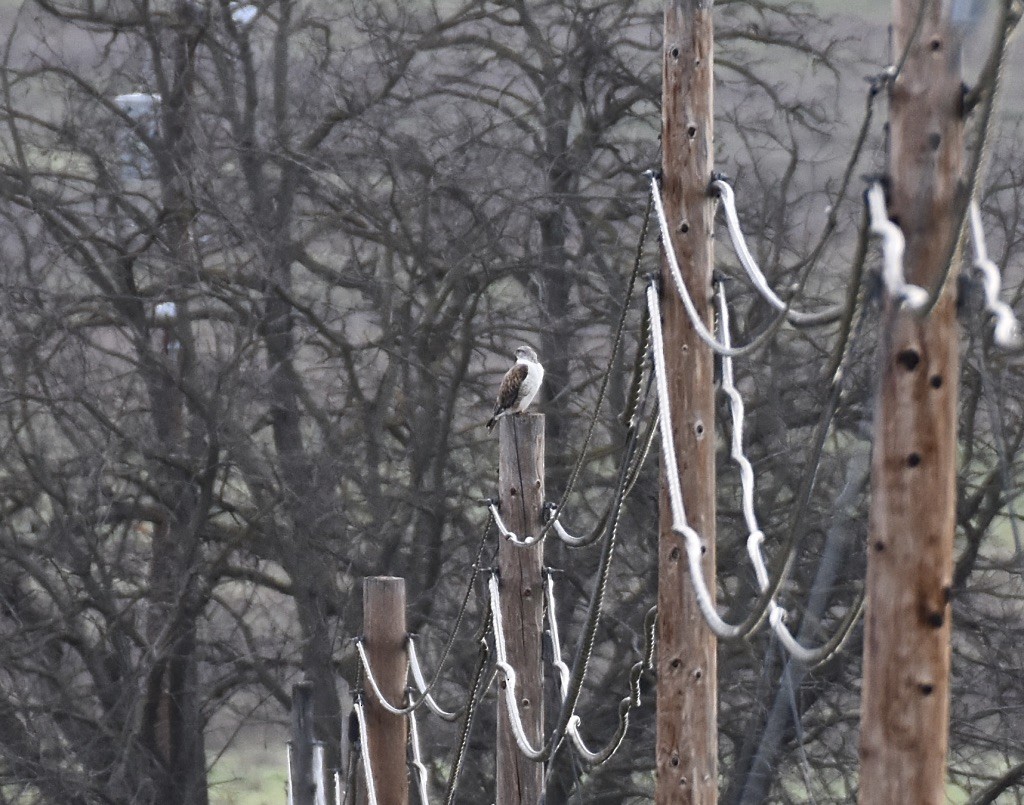 Ferruginous Hawk - ML615269827