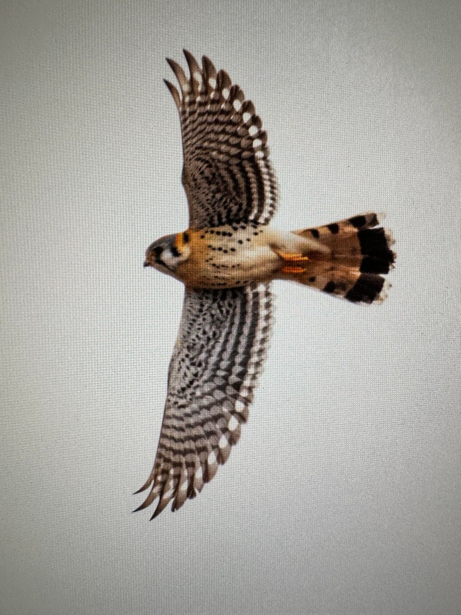 American Kestrel - ML615269828