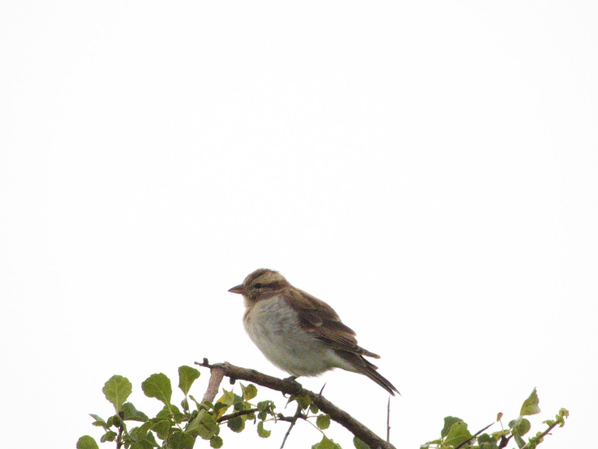 Yellow-throated Bush Sparrow - Michal Serdahely