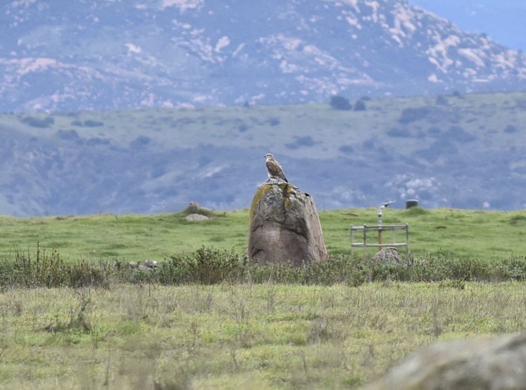 Ferruginous Hawk - ML615269835