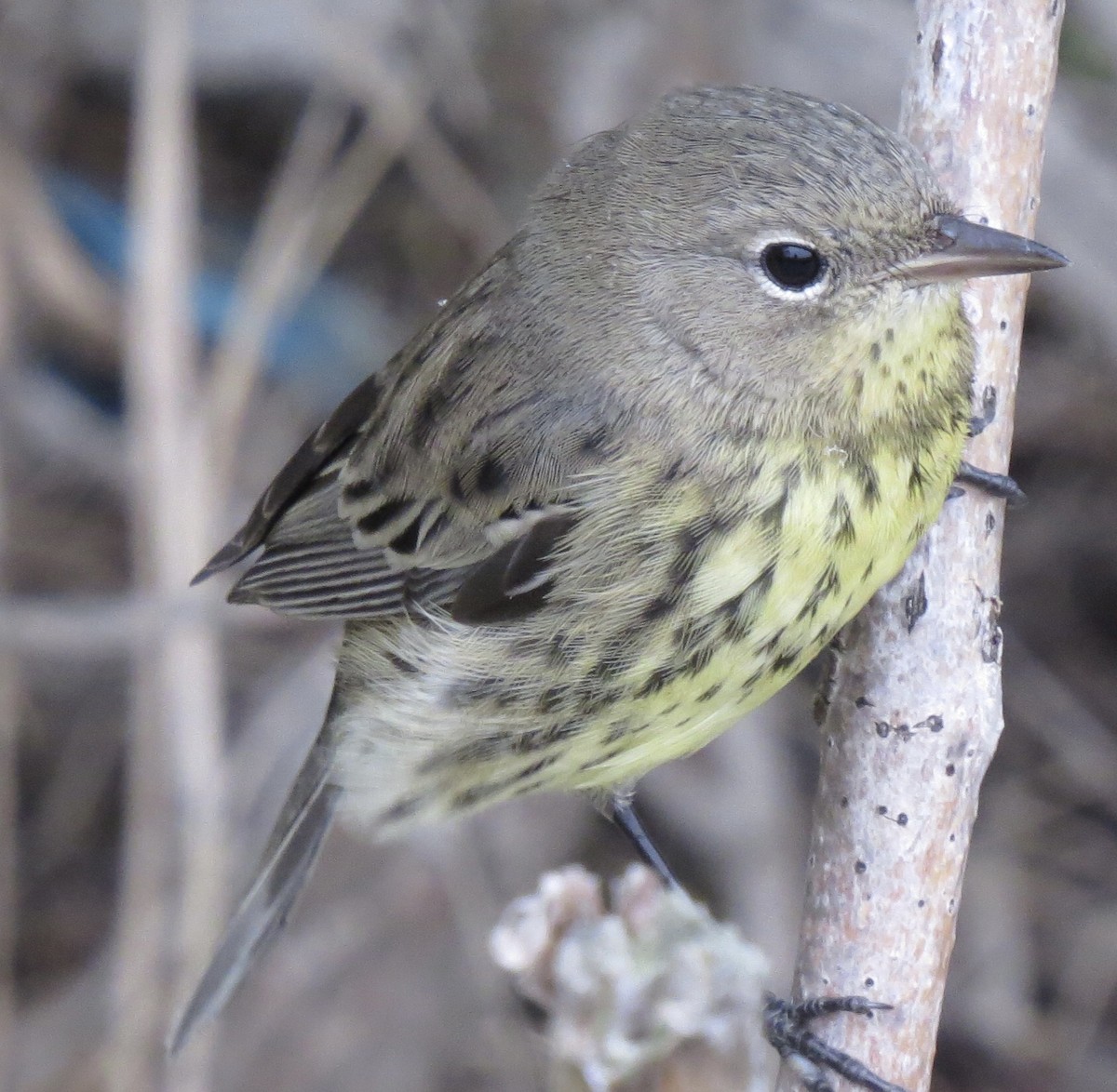 Kirtland's Warbler - ML615269860