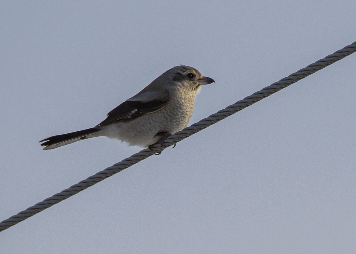 Northern Shrike - ML615269940