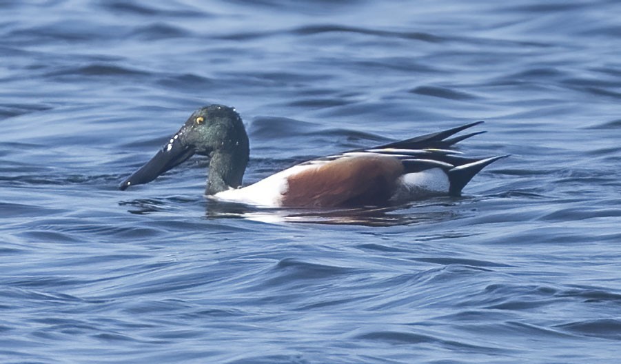 Northern Shoveler - ML615269947