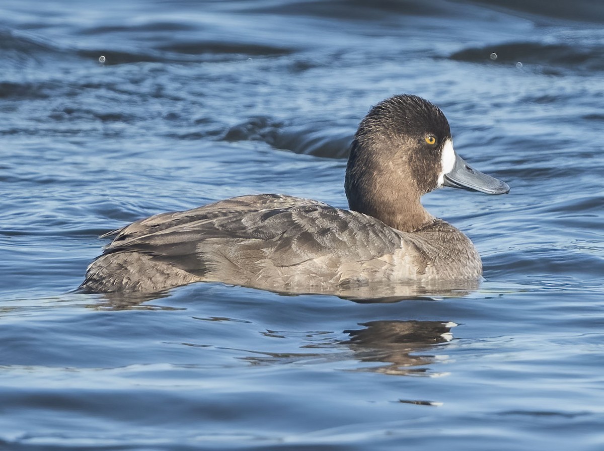 Greater Scaup - ML615269952