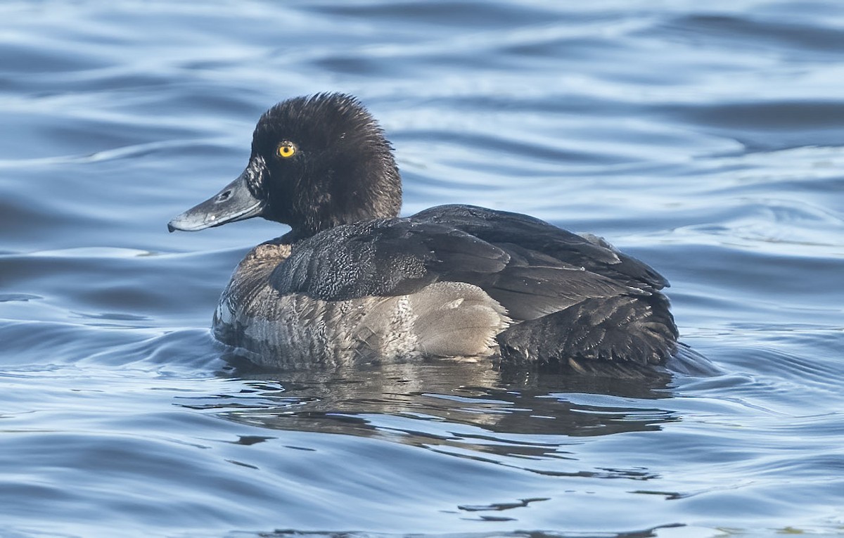 Lesser Scaup - ML615269958