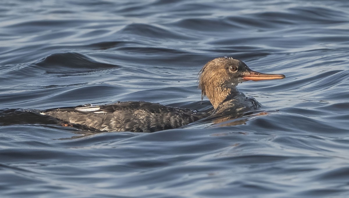 Red-breasted Merganser - ML615269963