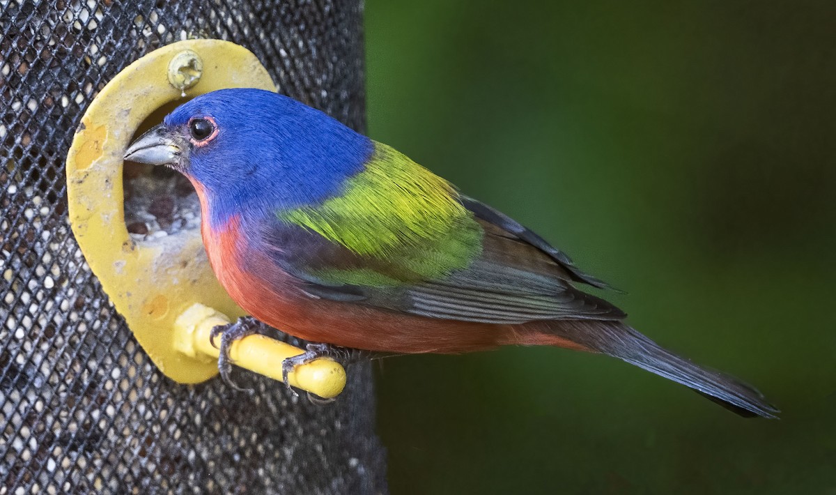 Painted Bunting - ML615269973