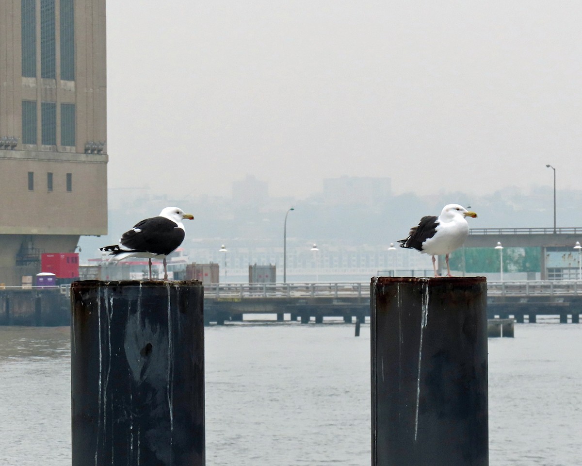 Great Black-backed Gull - ML615270008