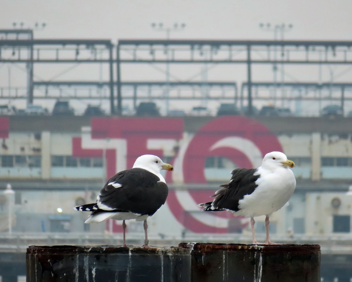 Great Black-backed Gull - ML615270009