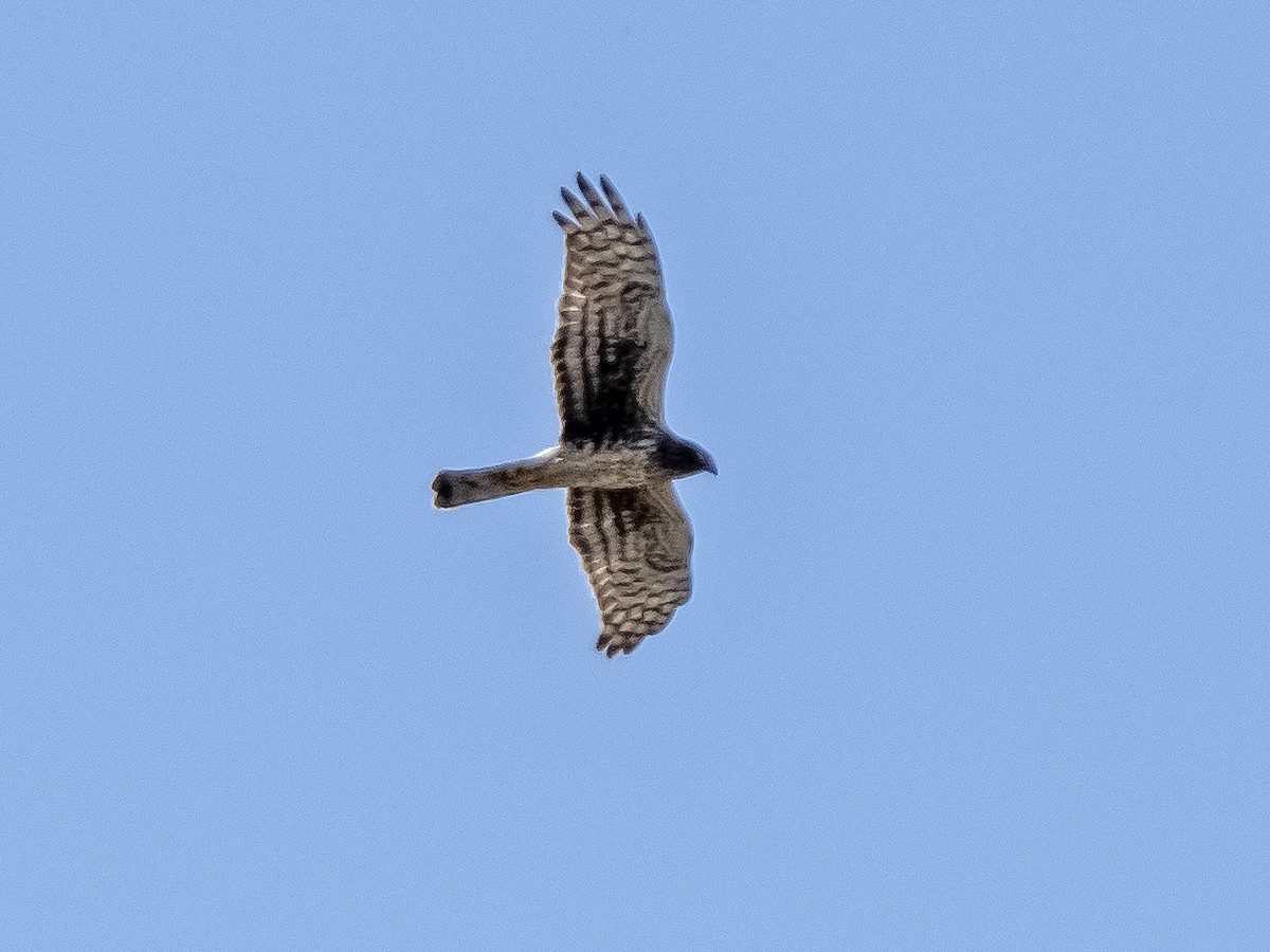 Northern Harrier - Peter Assmann