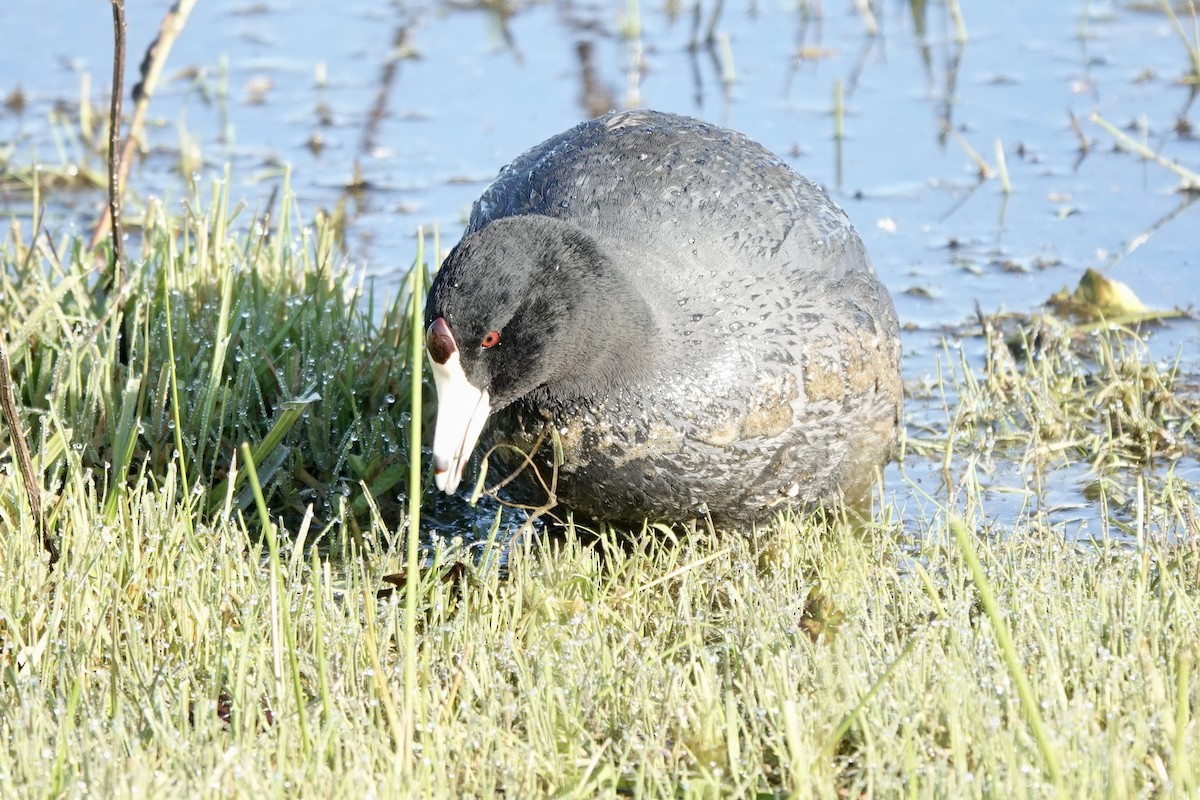 American Coot - ML615270124