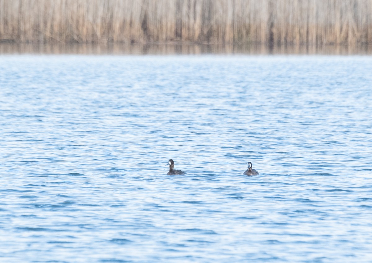 Greater Scaup - ML615270125