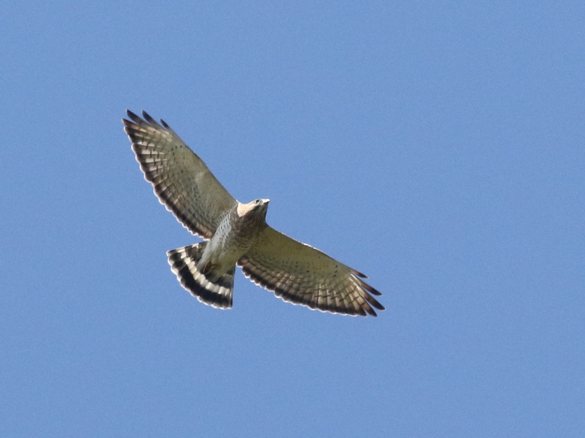 Broad-winged Hawk - ML615270201