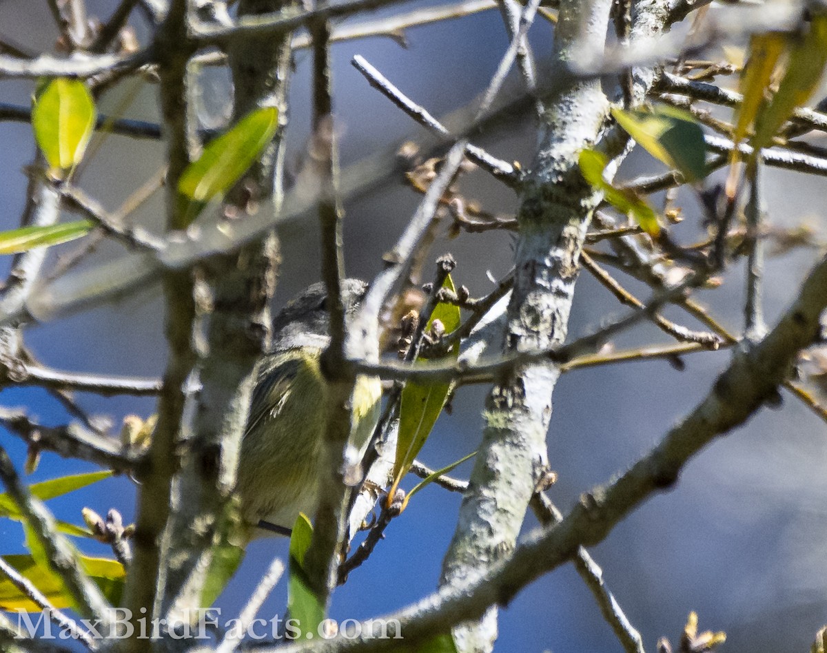 Orange-crowned Warbler - Maxfield Weakley