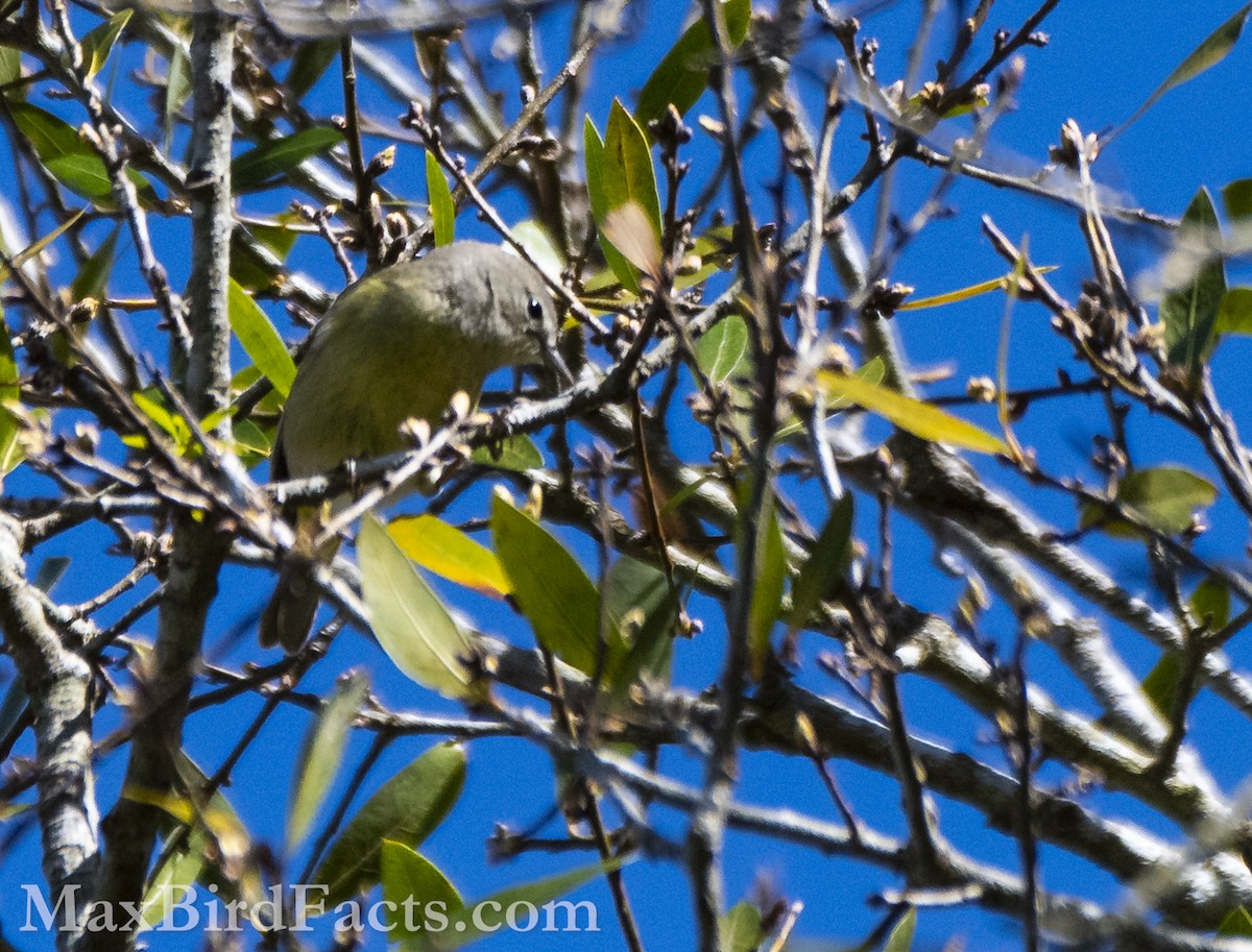 Orange-crowned Warbler - Maxfield Weakley