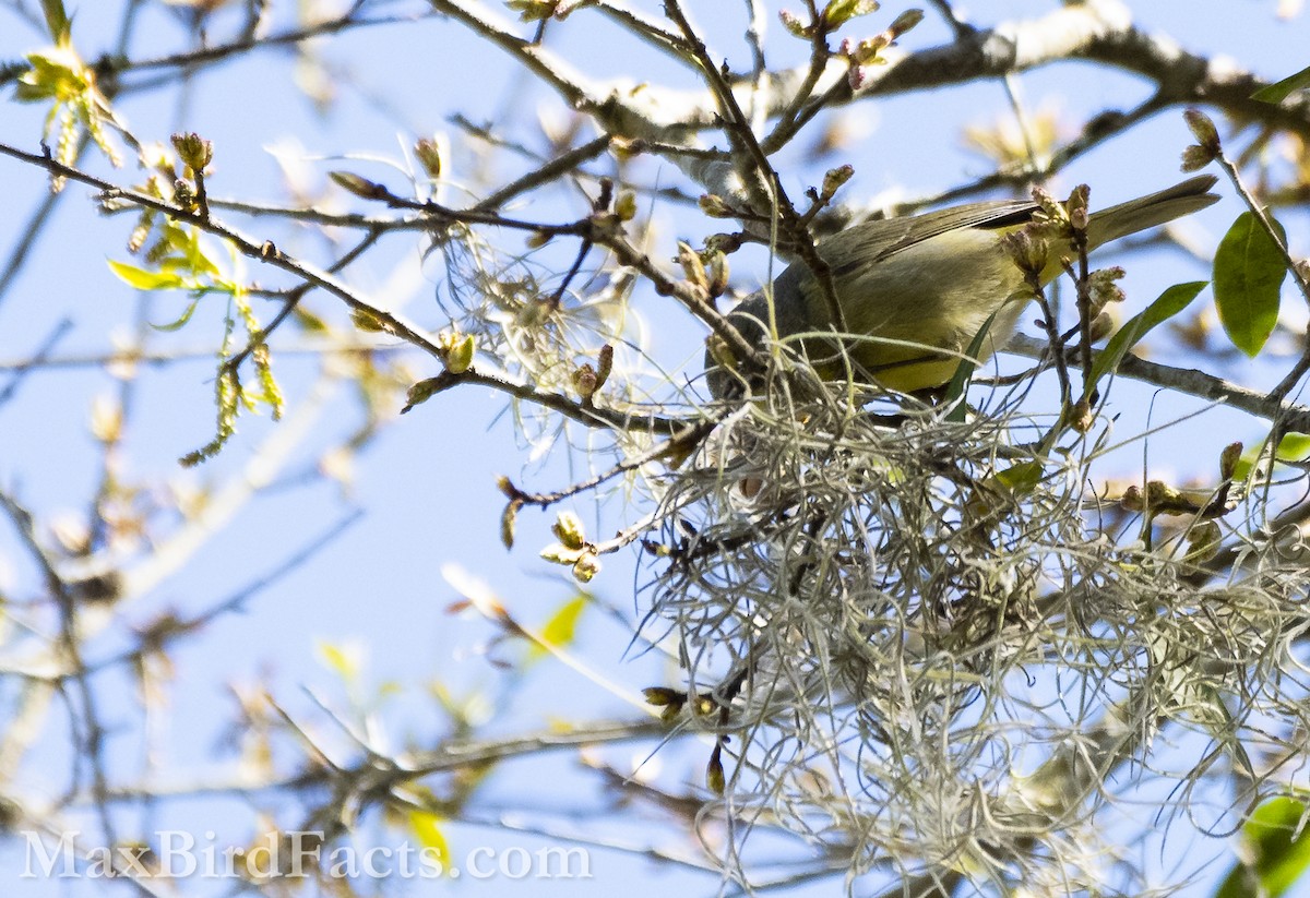 Orange-crowned Warbler - Maxfield Weakley