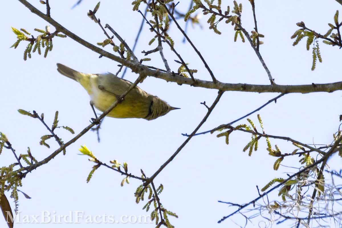 Orange-crowned Warbler - Maxfield Weakley