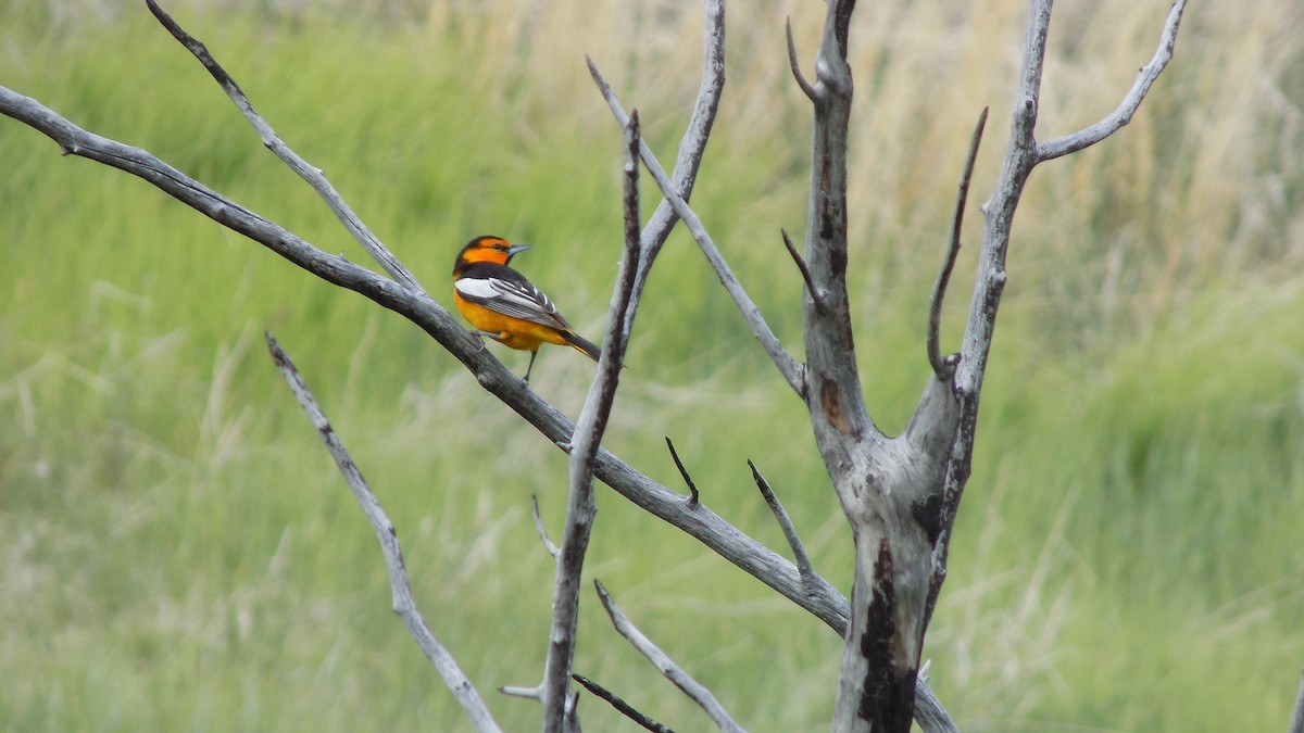 Bullock's Oriole - ML615270241