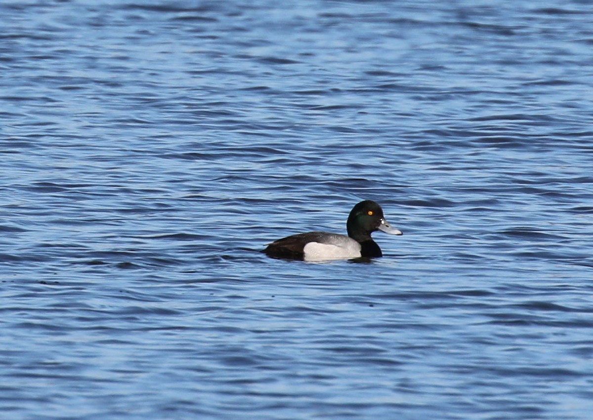 Greater Scaup - ML615270245