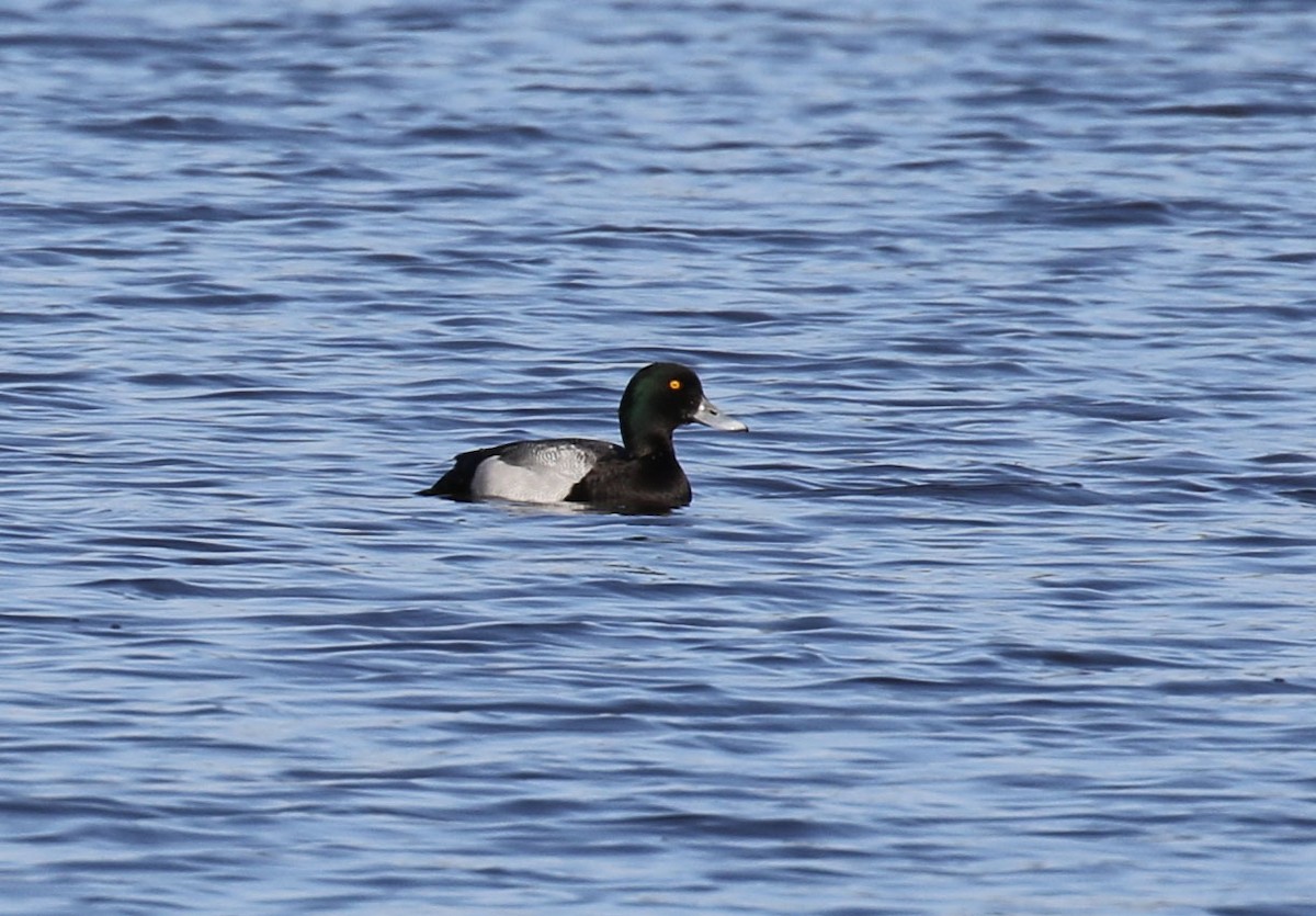 Greater Scaup - Laura Sare