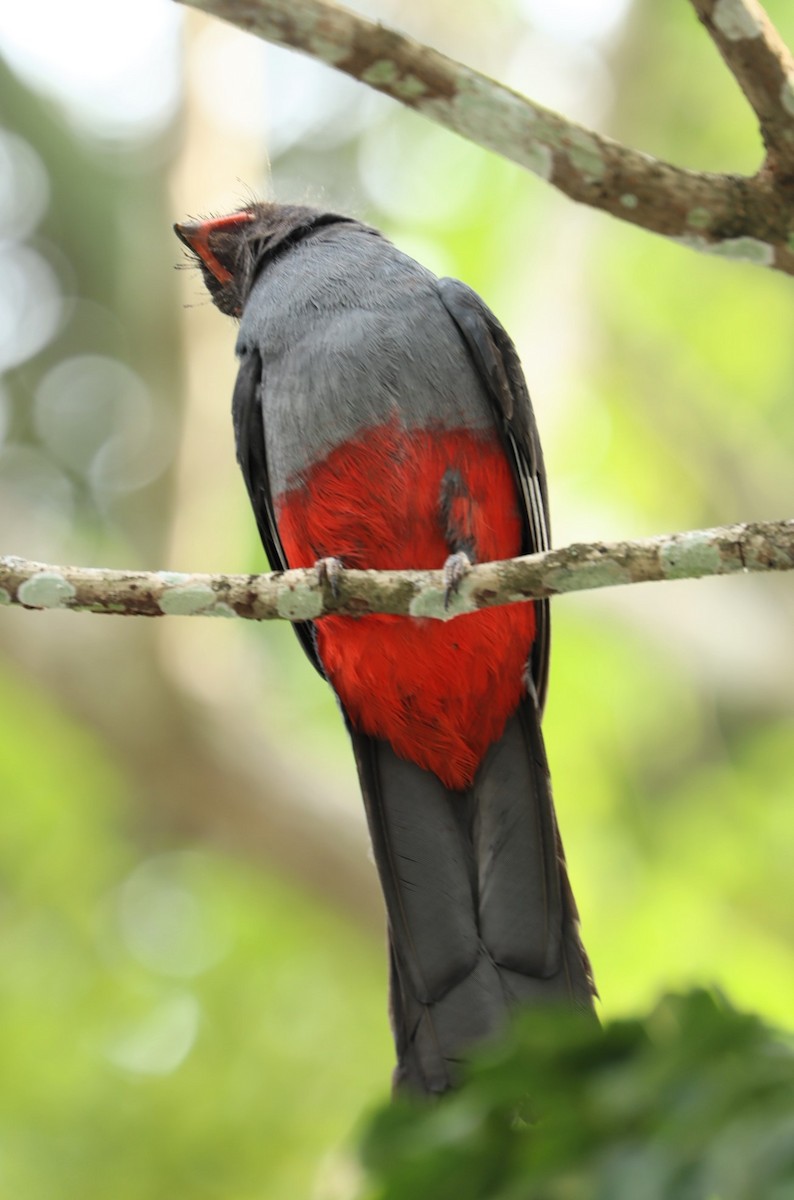 Slaty-tailed Trogon - David Die