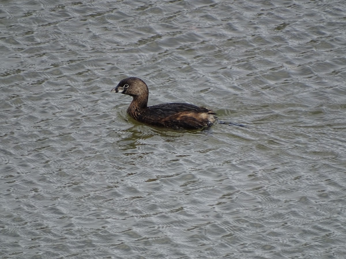 Pied-billed Grebe - david perry